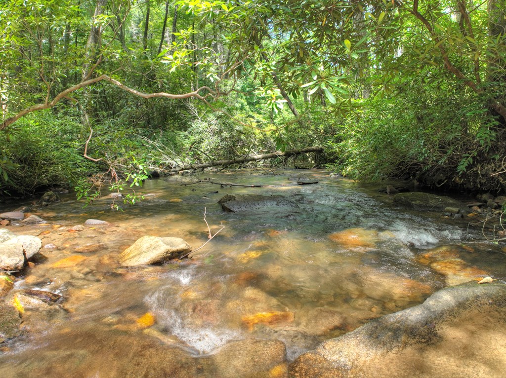 100 Stanley Creek Road Cherry Log, GA 30522 - Photo 43 of 81 a view of a yard with plants and large trees