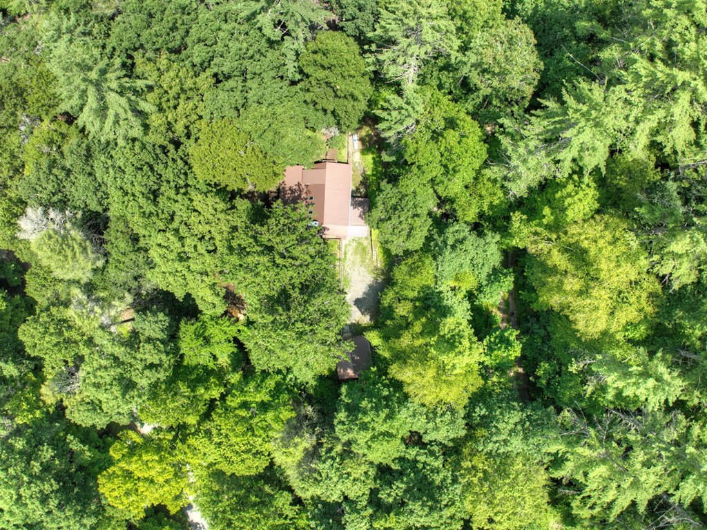 100 Stanley Creek Road Cherry Log, GA 30522 - Photo 81 of 81 a view of a forest with a tree