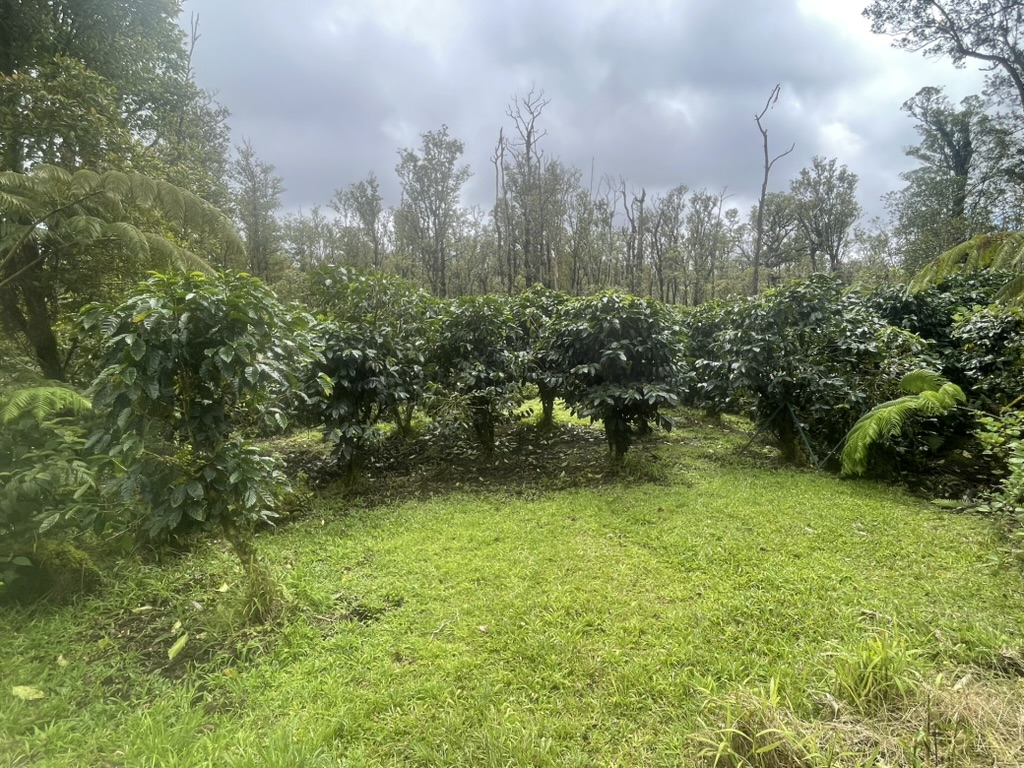 36 Kokokahi Road Mountain View, HI 96771 - Photo 3 of 6 a view of a garden