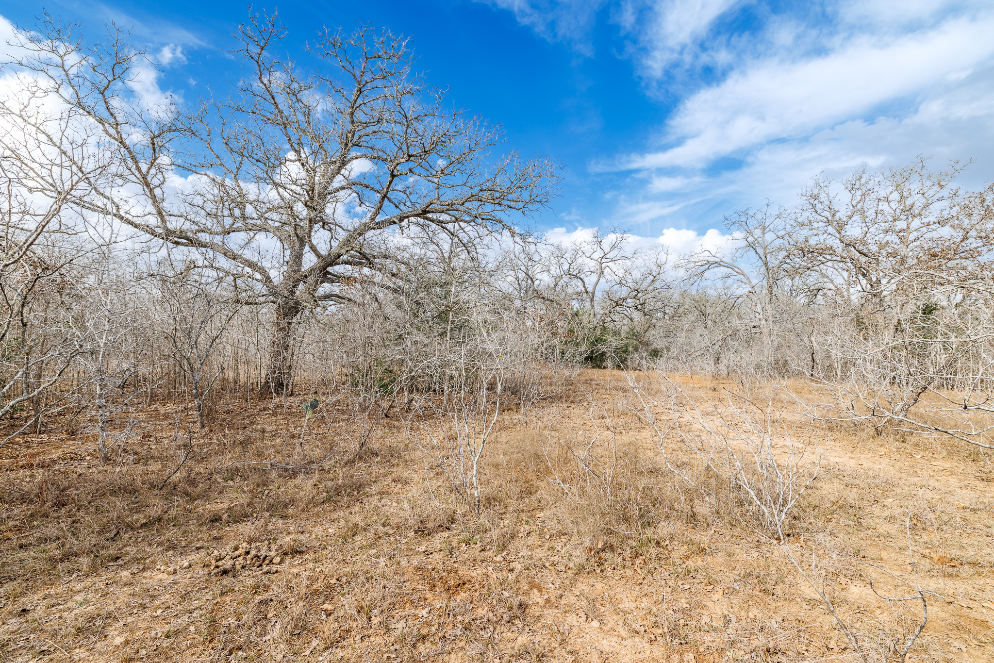 424 County Road 424 Waelder, TX 78959 - Photo 21 of 30 a view of a yard with trees in the background