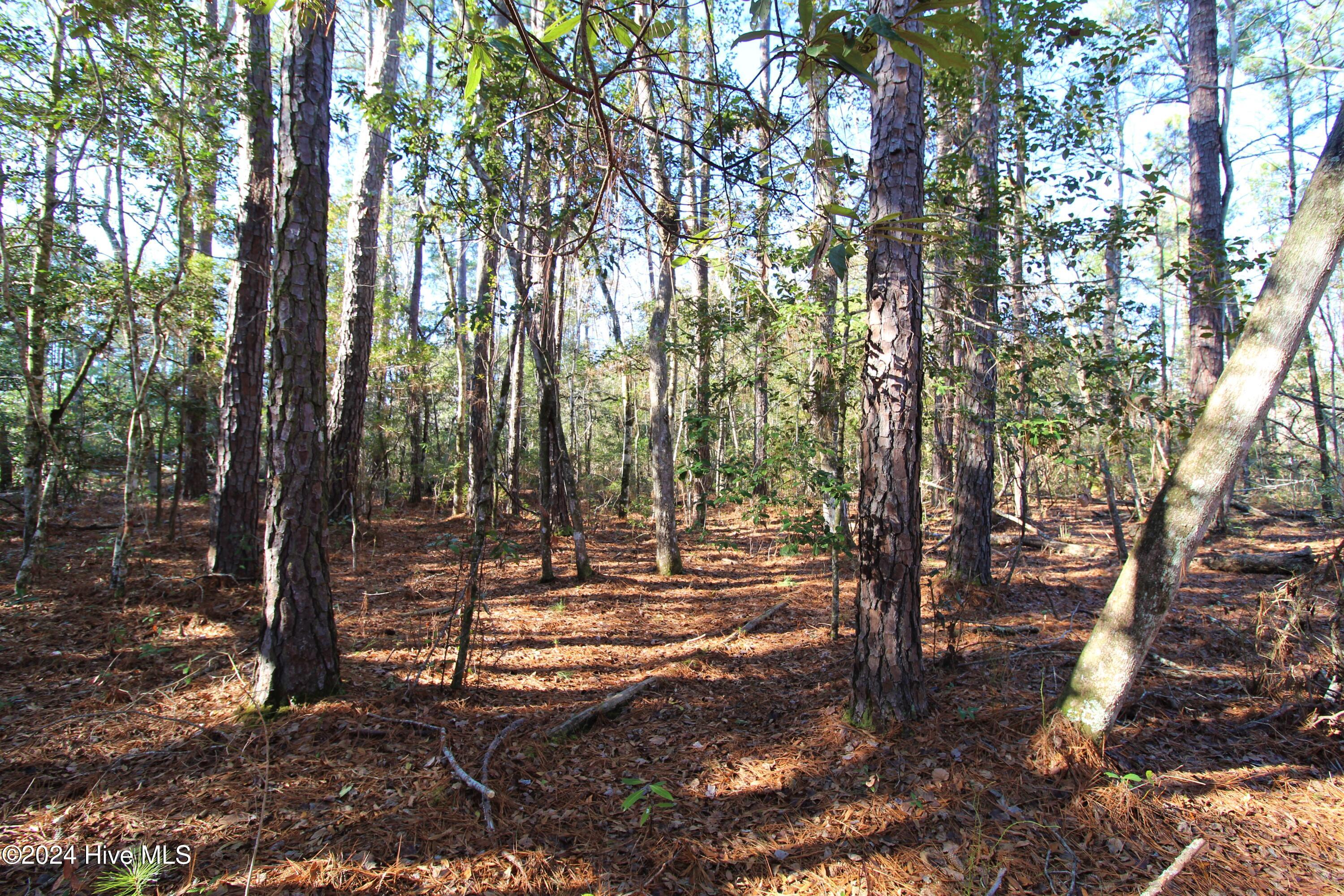 241 Becton Road Havelock, NC 28532 - Photo 10 of 15 Easy to clear for homesite