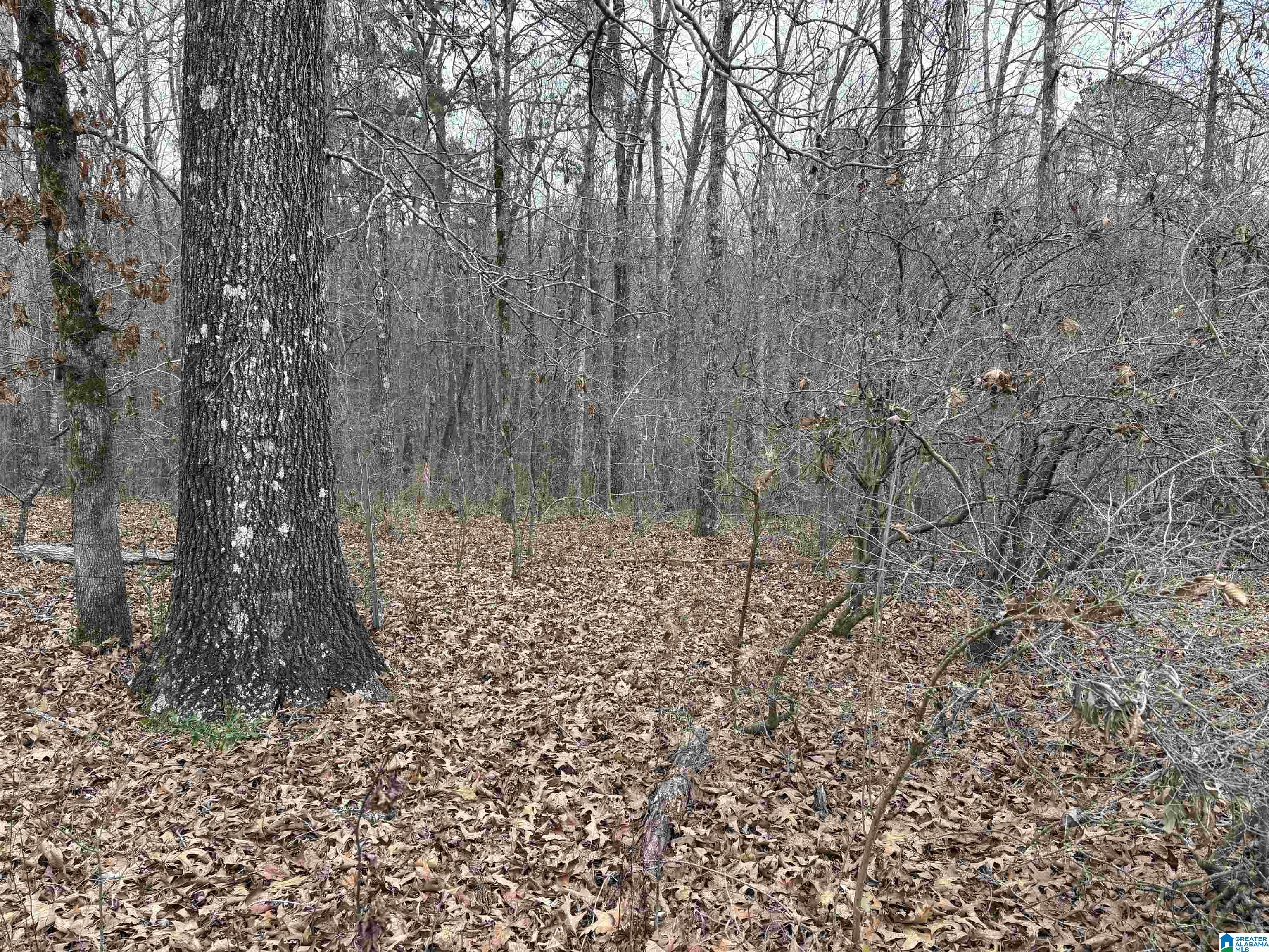 9906 Trammel Road, Unit 1 63 ACRES Dora, AL 35062 - Photo 1 of 1
