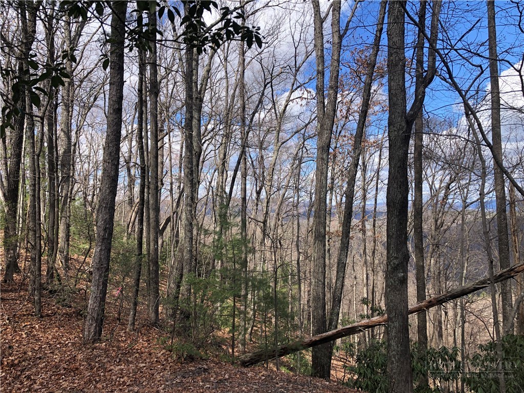 a view of forest