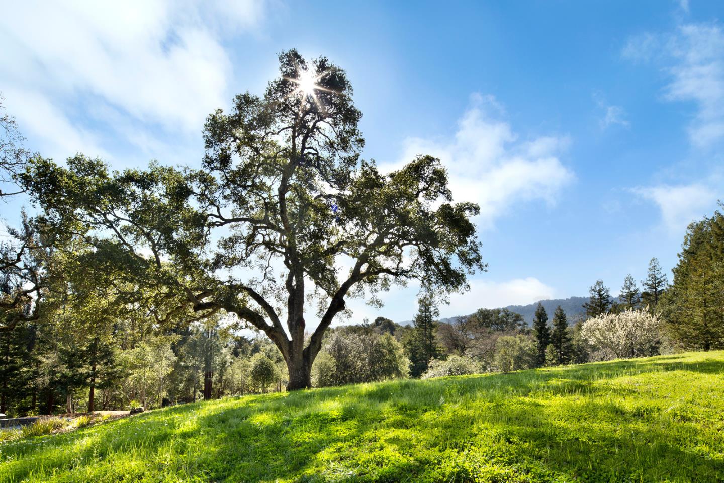 3 Vineyard Hill Road Woodside, CA 94062 - Photo 8 of 10 Gallery Image 8