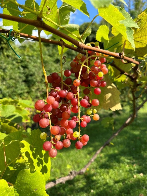 1840 Watson Circle Tully, NY 13159 - Photo 15 of 46