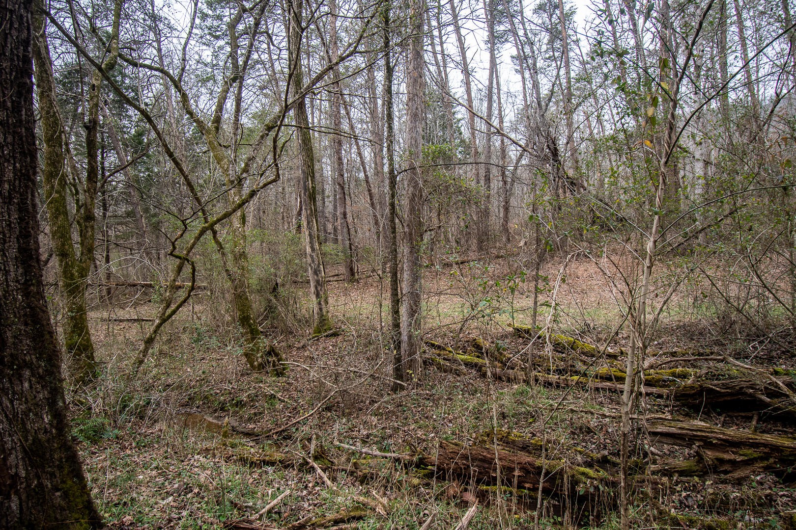 0 357 Mckinney Road Blaine, TN 37709 - Photo 8 of 17 Gallery Image 8