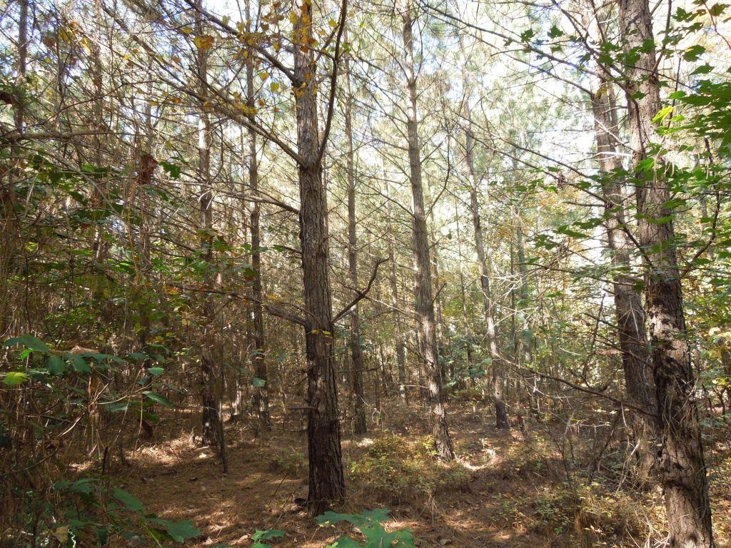 Mcduffie Road Biscoe, NC 27209 - Photo 2 of 10 Photo 2