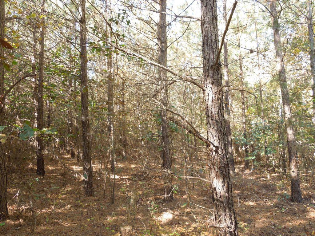 Mcduffie Road Biscoe, NC 27209 - Photo 3 of 10 Photo 3