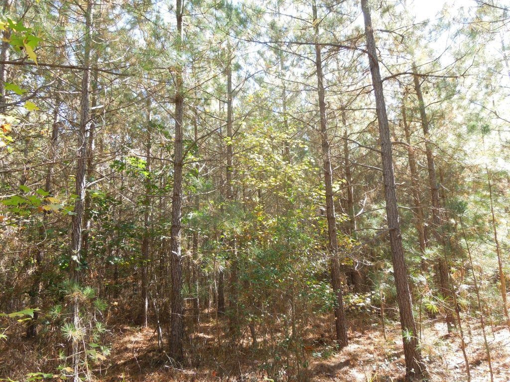 Mcduffie Road Biscoe, NC 27209 - Photo 8 of 10 Photo 8