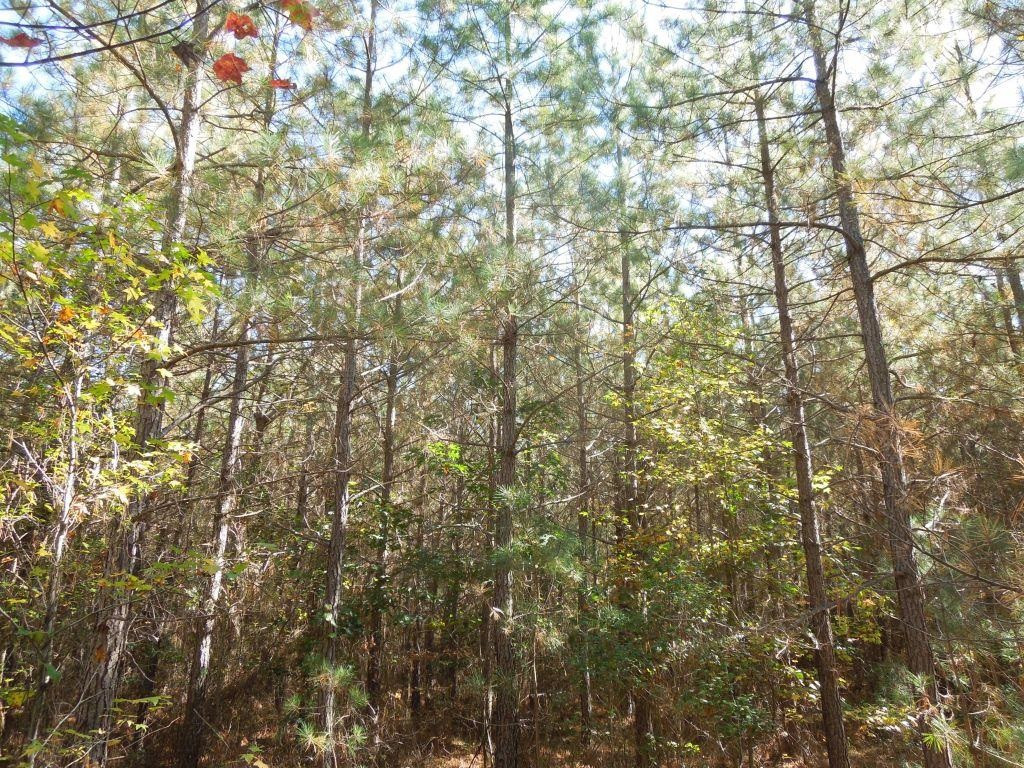 Mcduffie Road Biscoe, NC 27209 - Photo 9 of 10 Photo 9
