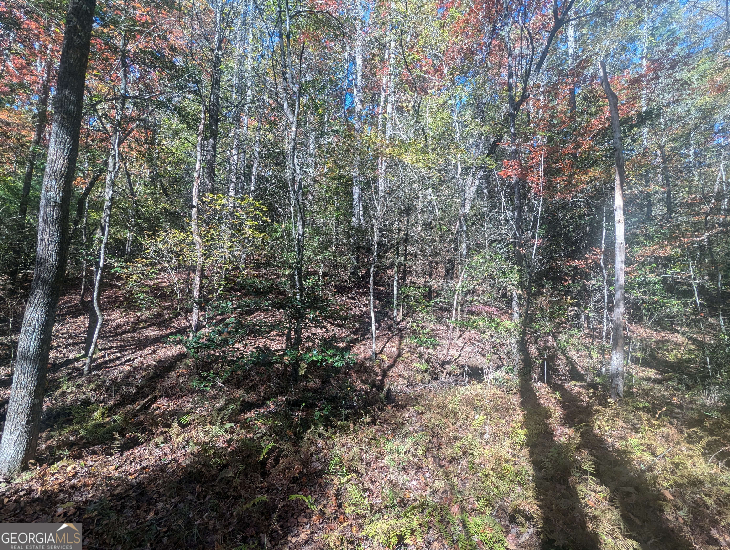 26.89-ac Shadow Lane Blue Ridge, GA 30513 - Photo 18 of 35 a view of a forest with trees