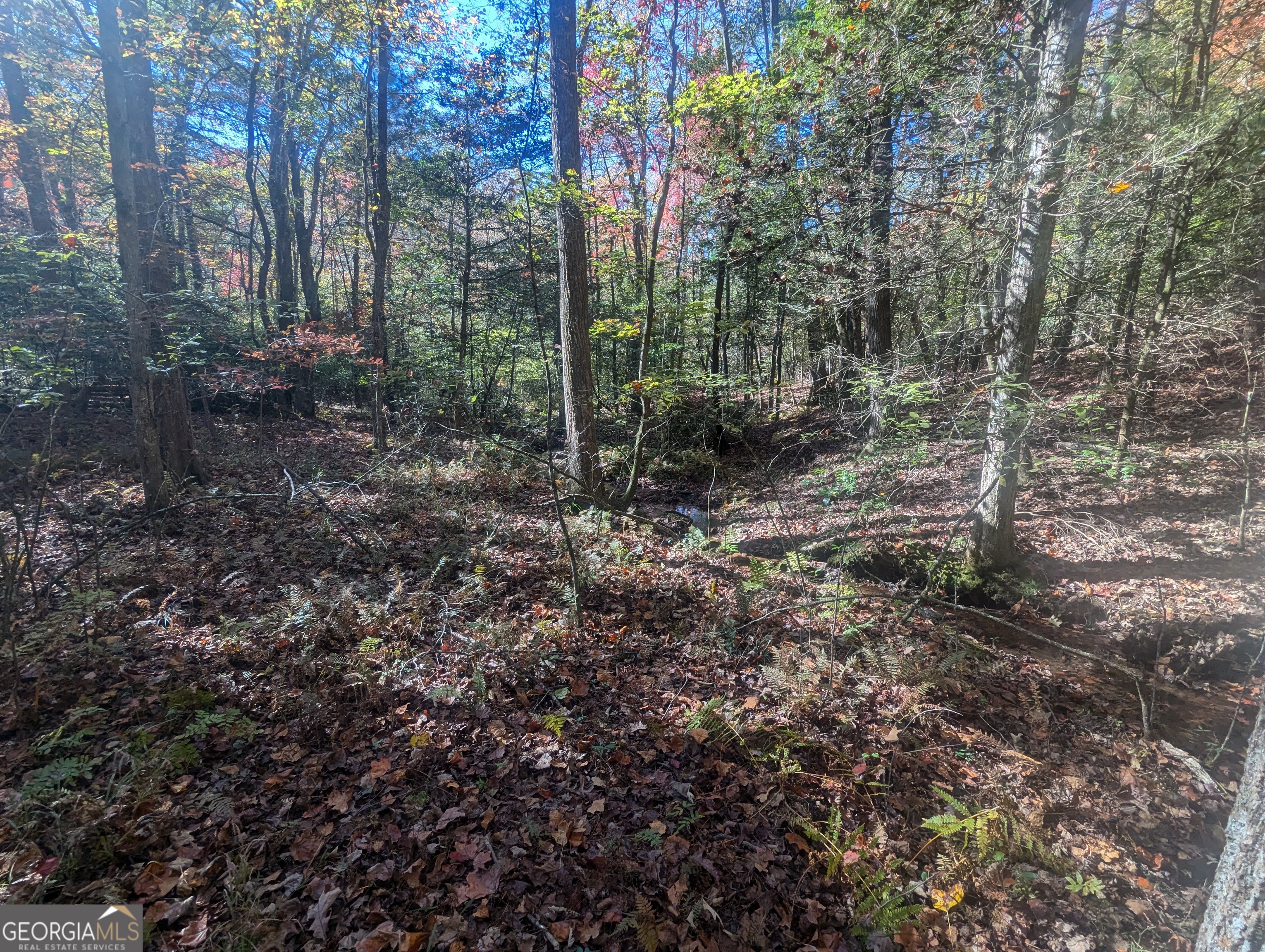 26.89-ac Shadow Lane Blue Ridge, GA 30513 - Photo 20 of 35 a view of a forest with trees