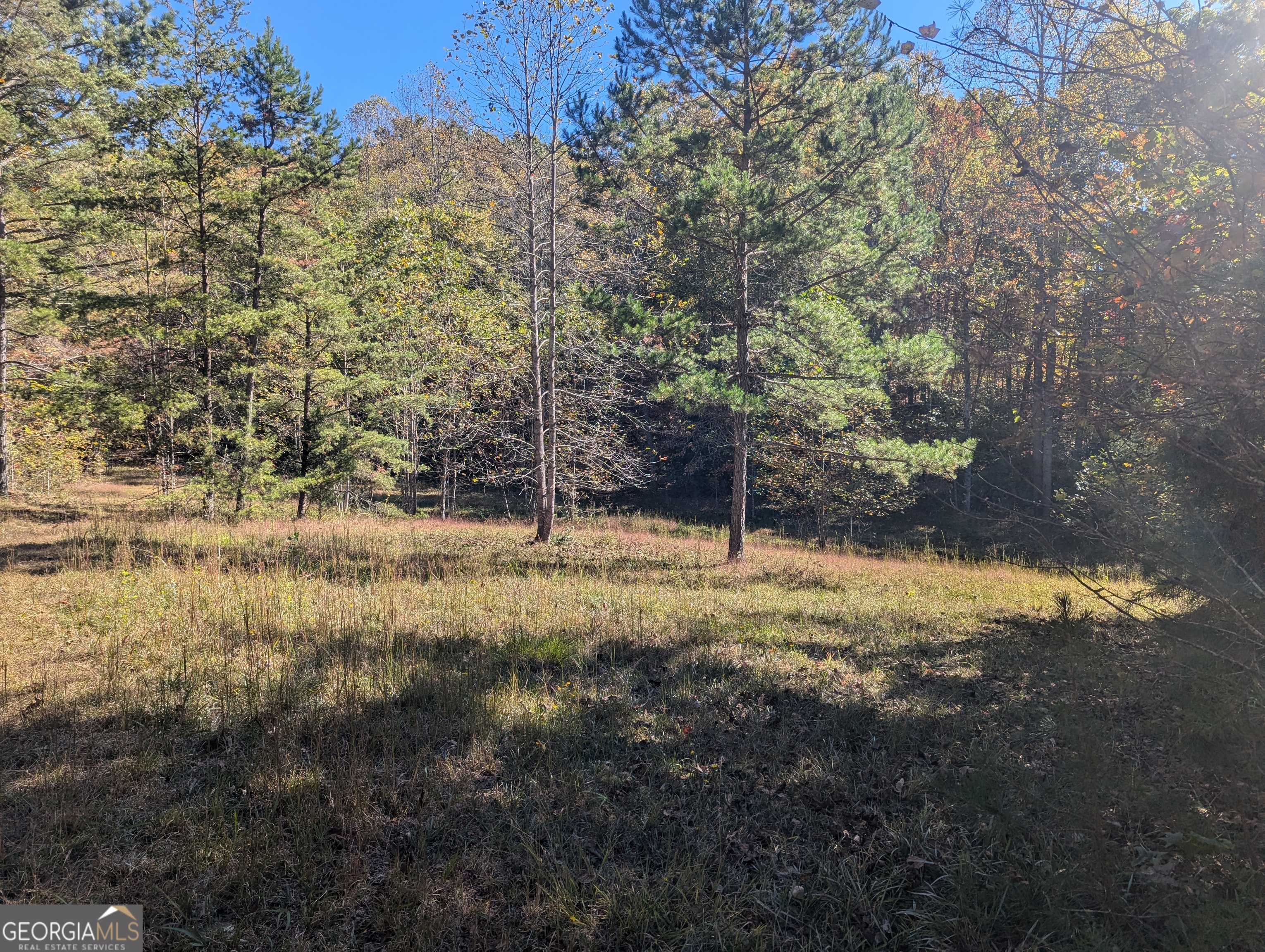 26.89-ac Shadow Lane Blue Ridge, GA 30513 - Photo 29 of 35 a view of a yard with a tree