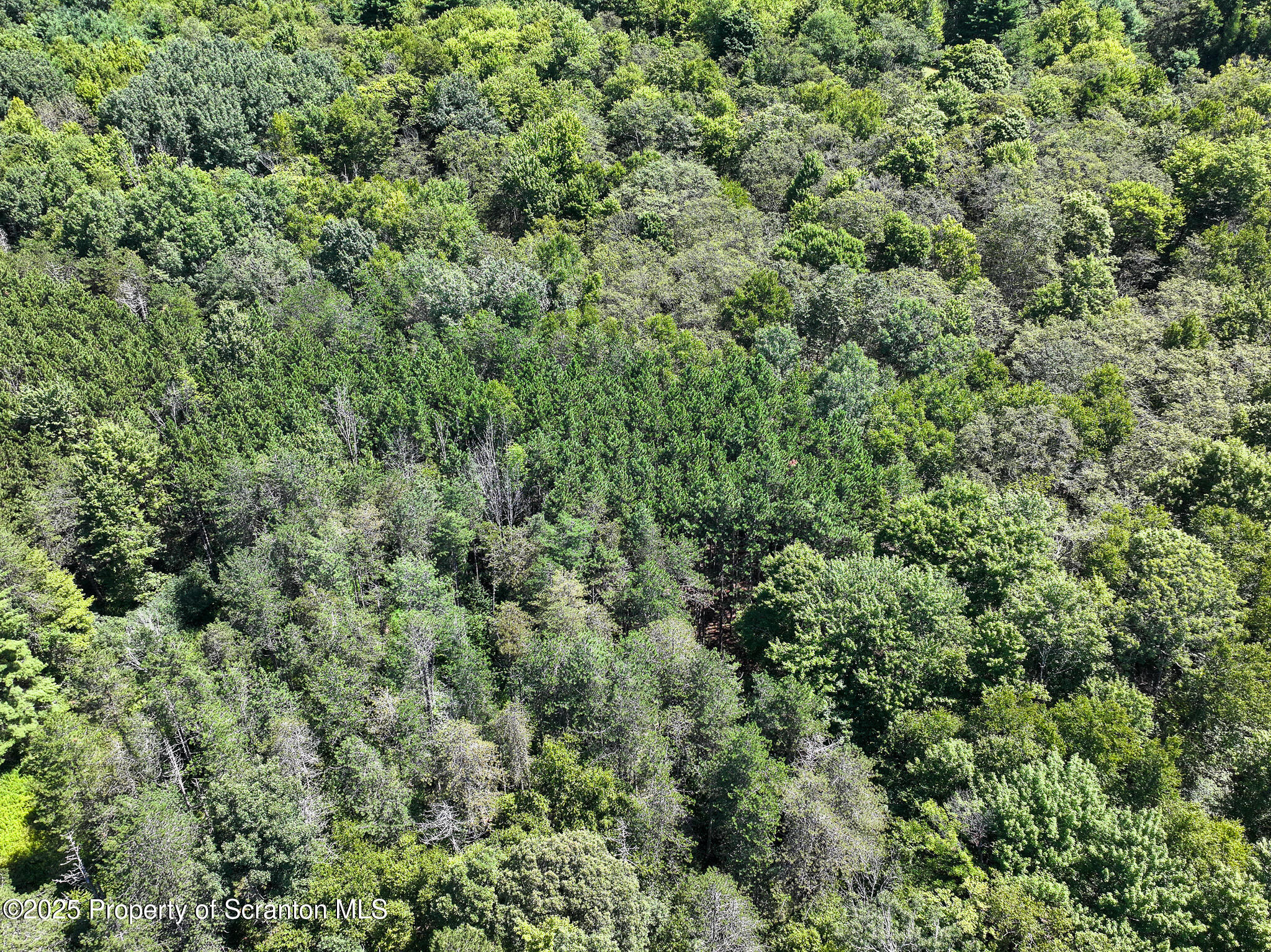 5290 Irish Hill Road Montrose, PA 18801 - Photo 9 of 62 forest