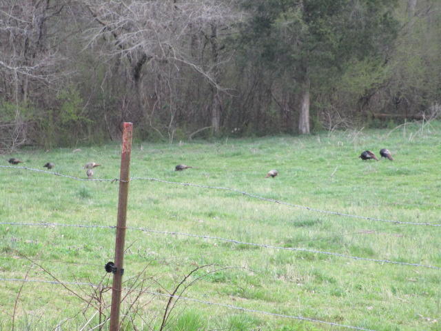 7120 Clapps Chapel Road Corryton, TN 37721 - Photo 3 of 7 IMG_0635