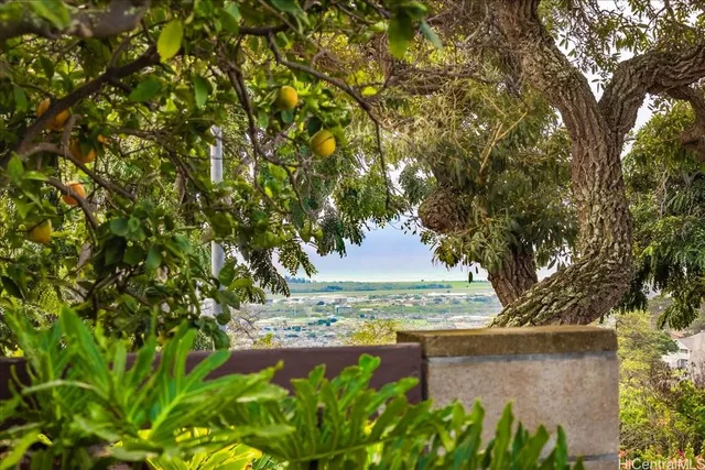 a view of a yard with plants