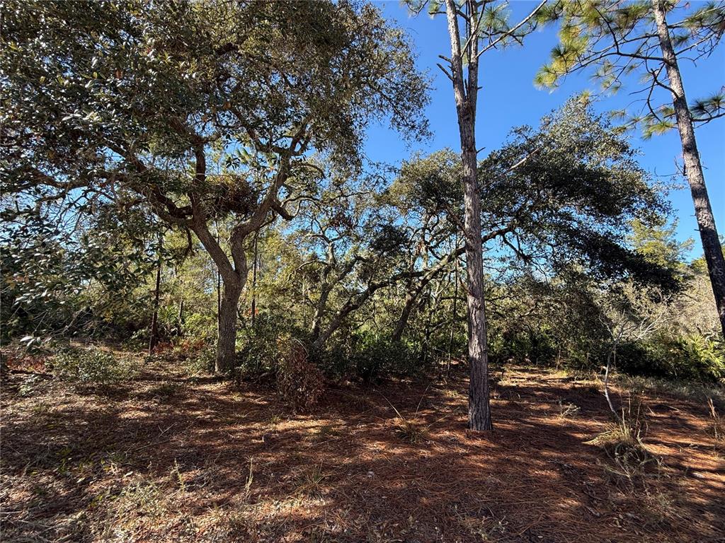 40001 Maggie Jones Road Eustis, FL 32736 - Photo 64 of 64 Gallery Image 64