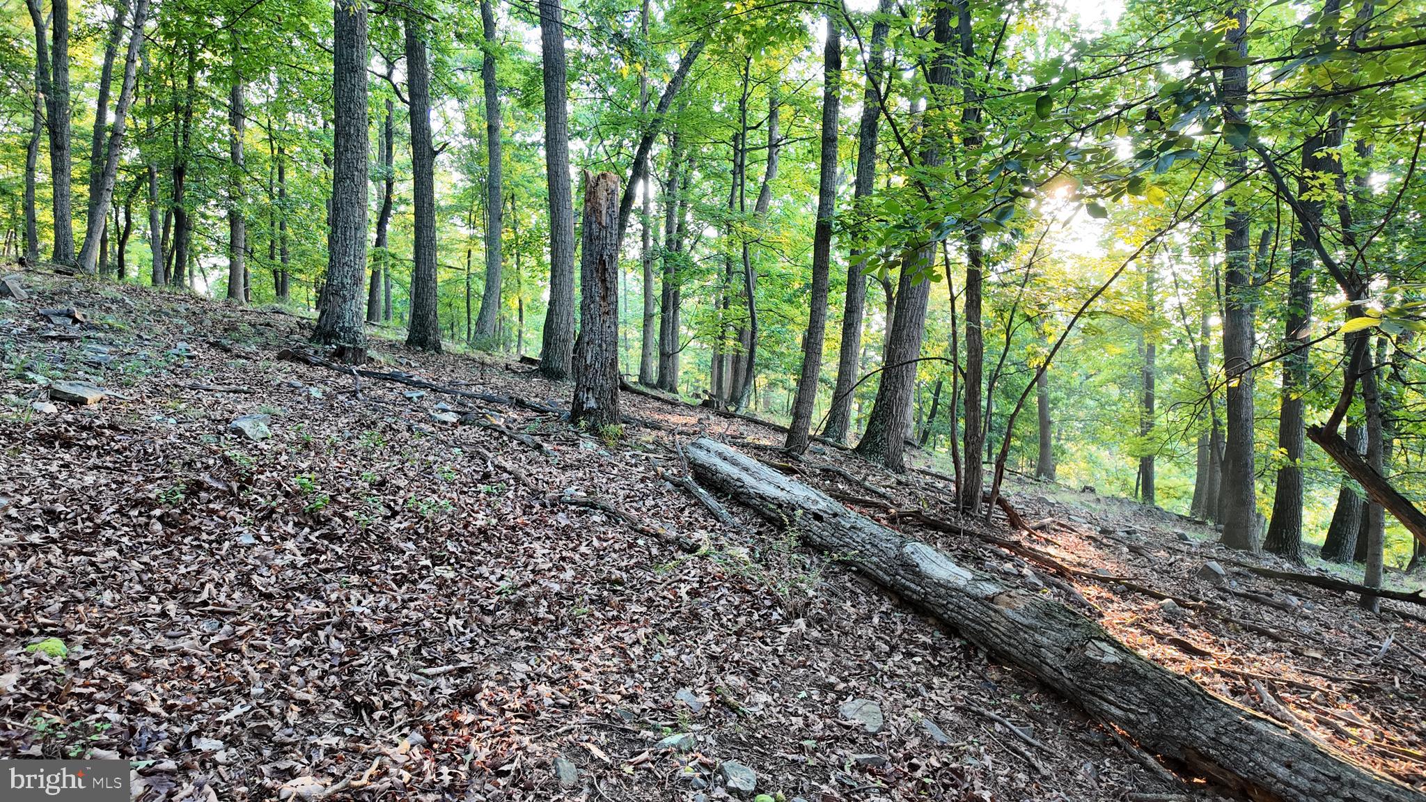 Lot 203 Graces Cabin Road Romney, WV 26757 - Photo 22 of 35 Gallery Image 22