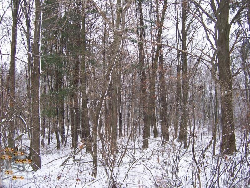 5301 West Briggs Road Stanton, MI 48888 - Photo 8 of 12 100_4550
