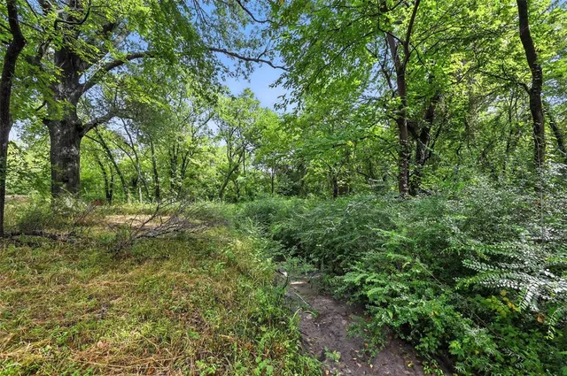 a view of a lush green forest