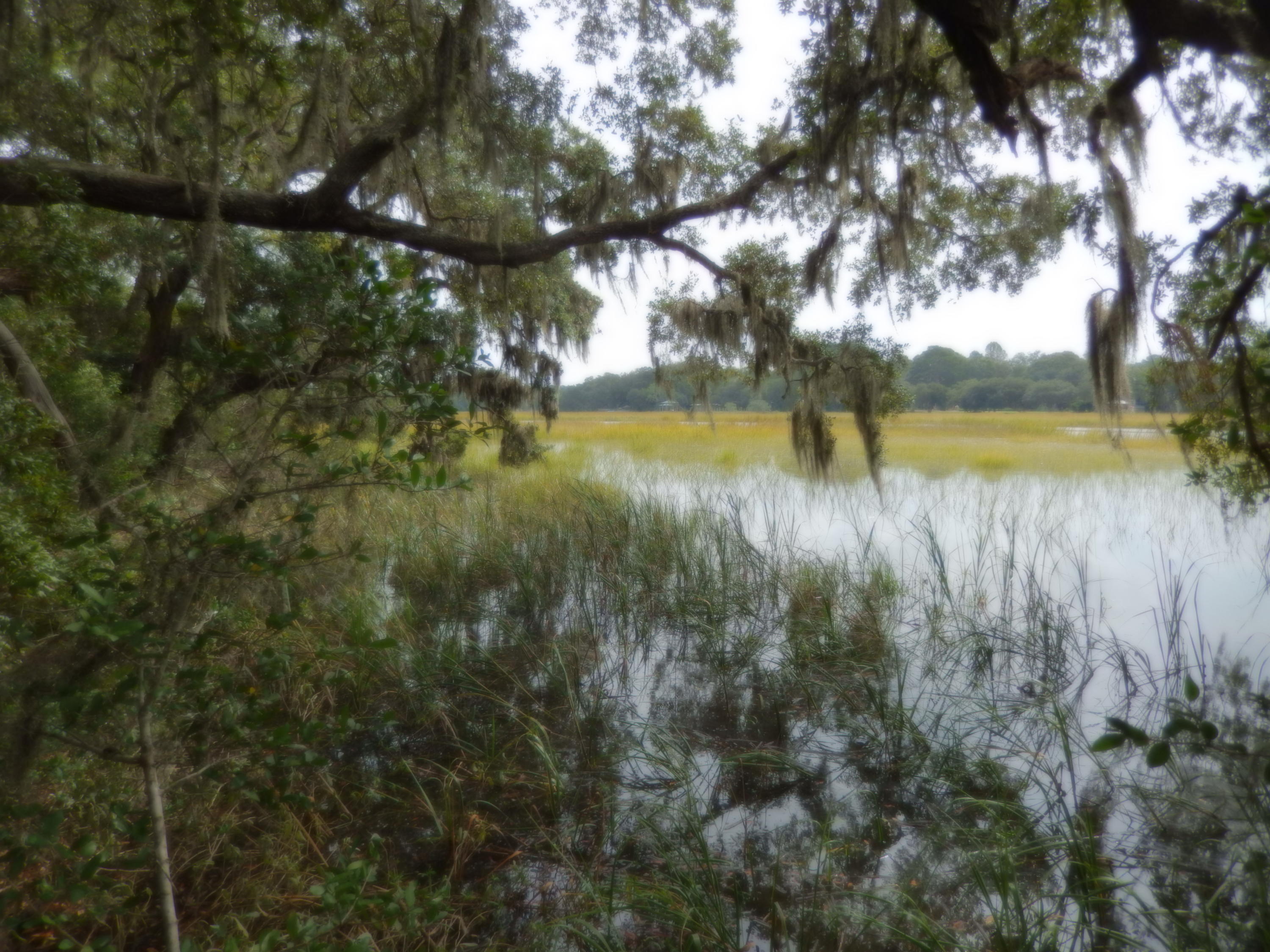 720 Riley Road, Unit LOT B Charleston, SC 29412 - Photo 4 of 14 DSCN2661