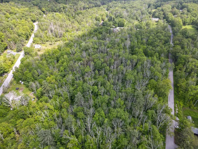 a view of a big yard with plants and large trees