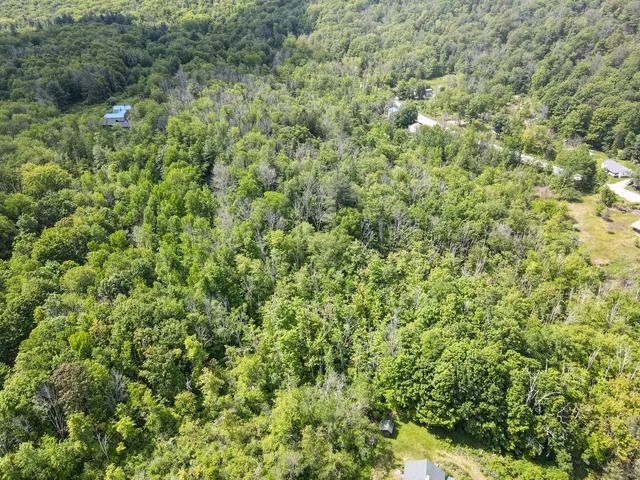 a view of a big yard with plants and large trees