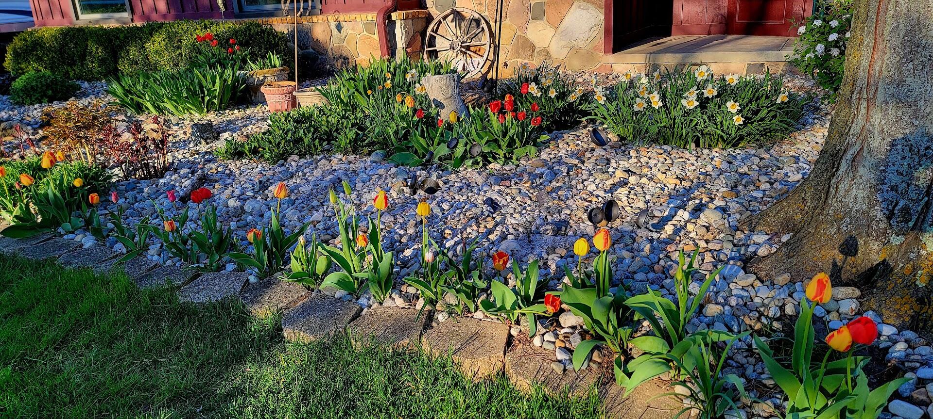9757 Kaiser Road Saline, MI 48176 - Photo 3 of 113 Front tulips