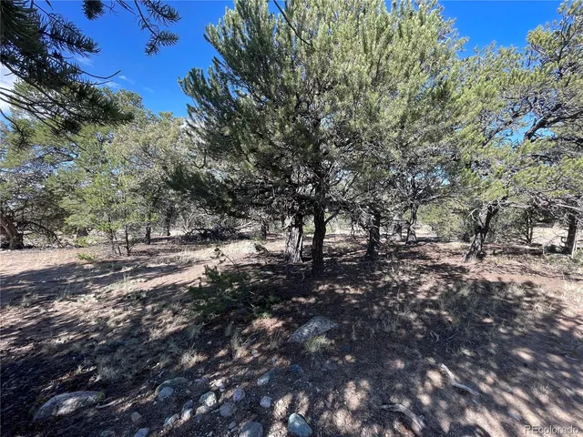 a view of a forest with lots of trees
