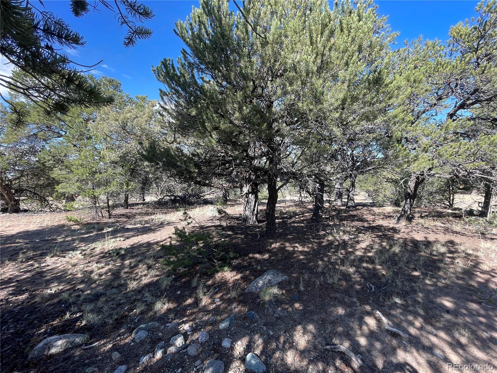 a view of a forest with lots of trees