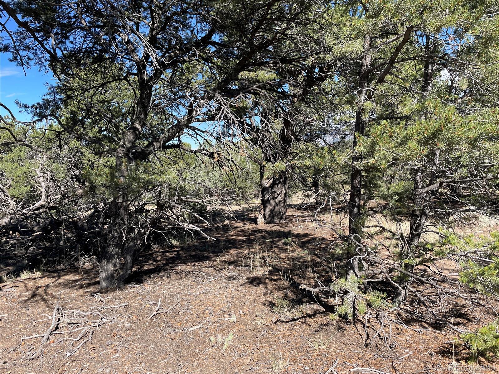 3545 Fallen Tree Place Crestone, CO 81131 - Photo 3 of 8 a view of a tree