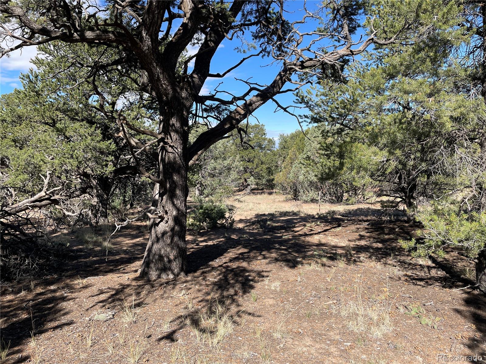 3545 Fallen Tree Place Crestone, CO 81131 - Photo 4 of 8 a view of a yard with trees
