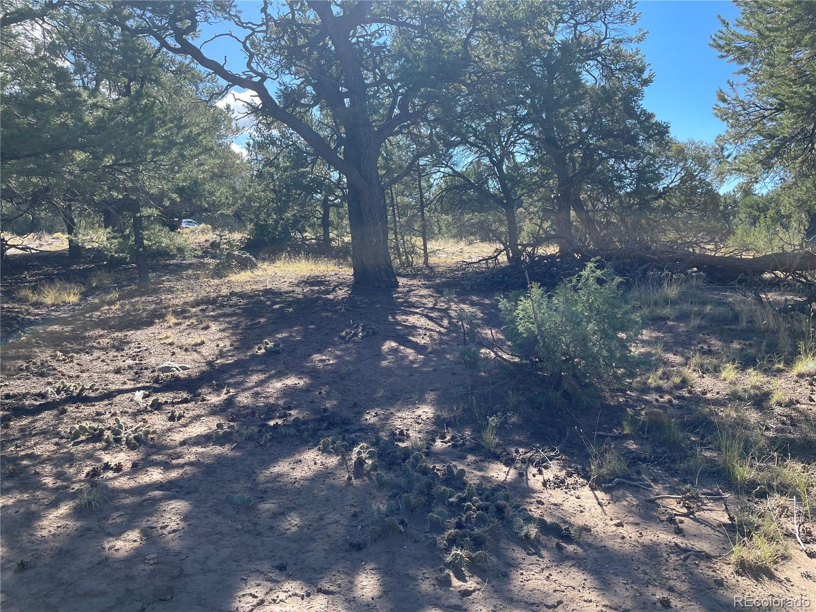 3545 Fallen Tree Place Crestone, CO 81131 - Photo 6 of 8