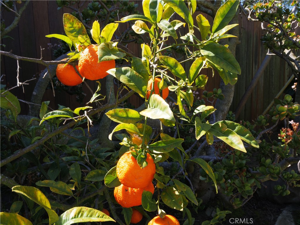 156 Vía Los Altos Redondo Beach, CA 90277 - Photo 23 of 25 a view of a flower
