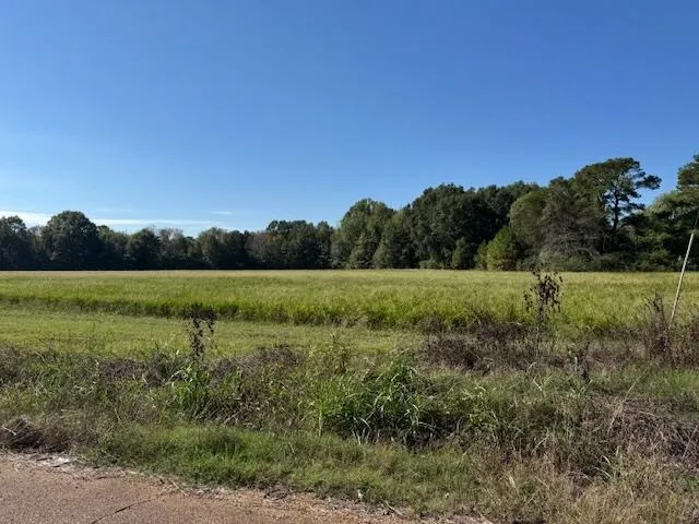 a view of a field with a tree