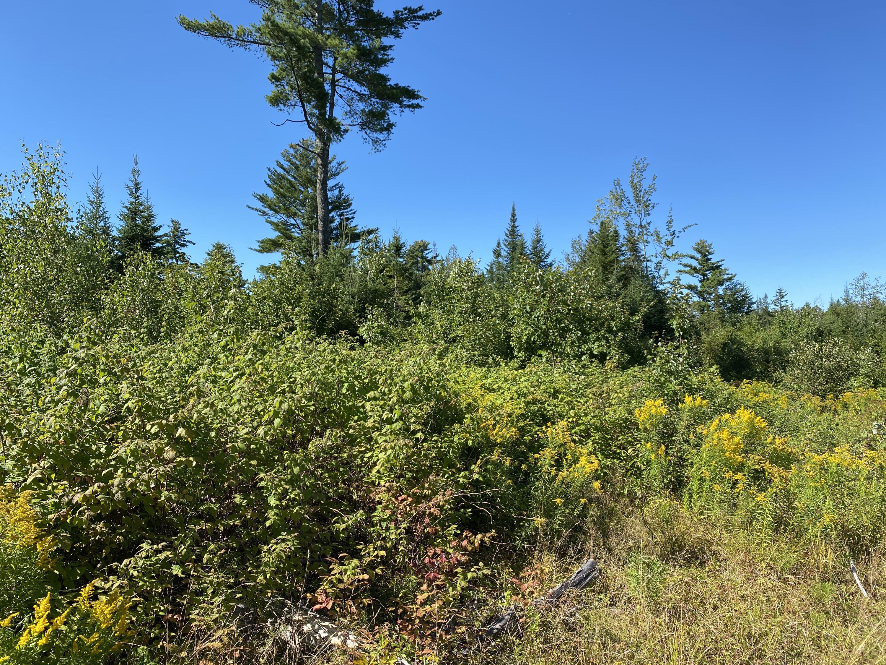 Lot 18 Cookson Road Greenbush, ME 04418 - Photo 4 of 8 IMG_1400