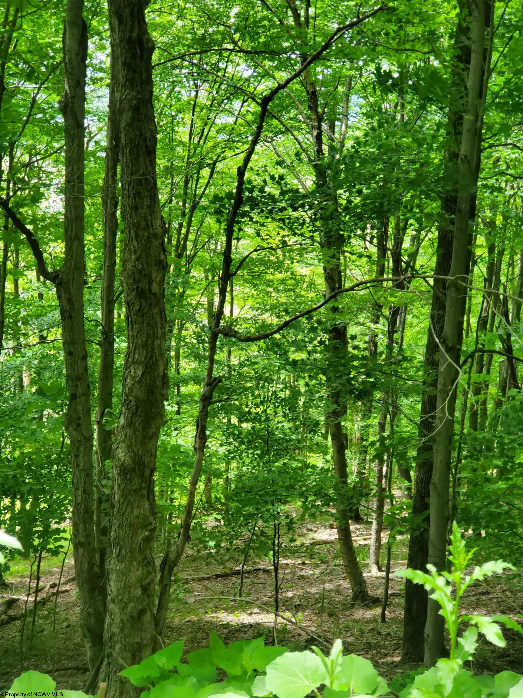 32 Mountainside Road Davis, WV 26260 - Photo 12 of 15 Gallery Image 12