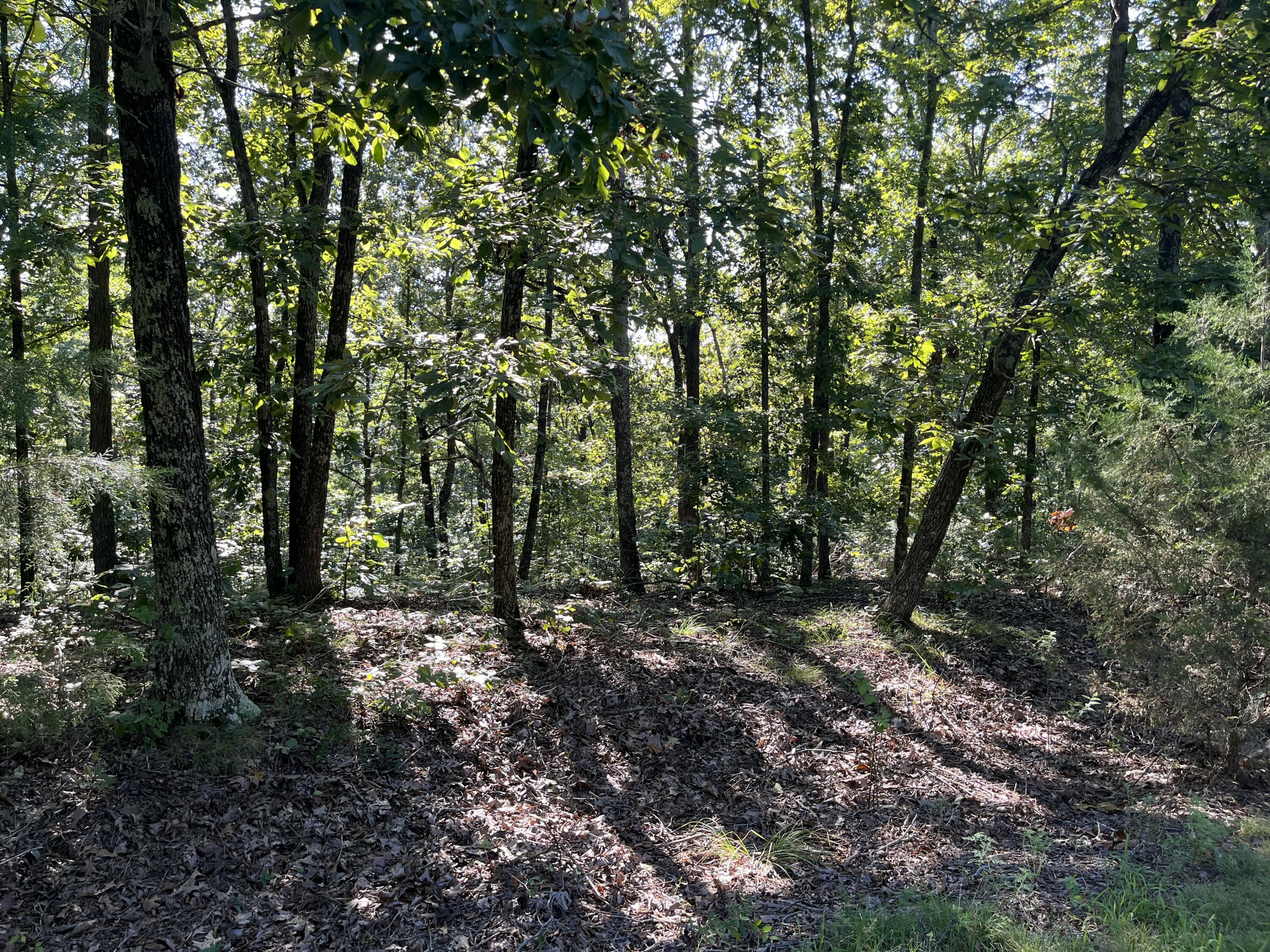 Lot 81 Waterfowl Road Murray, KY 42071 - Photo 9 of 20 IMG_9387