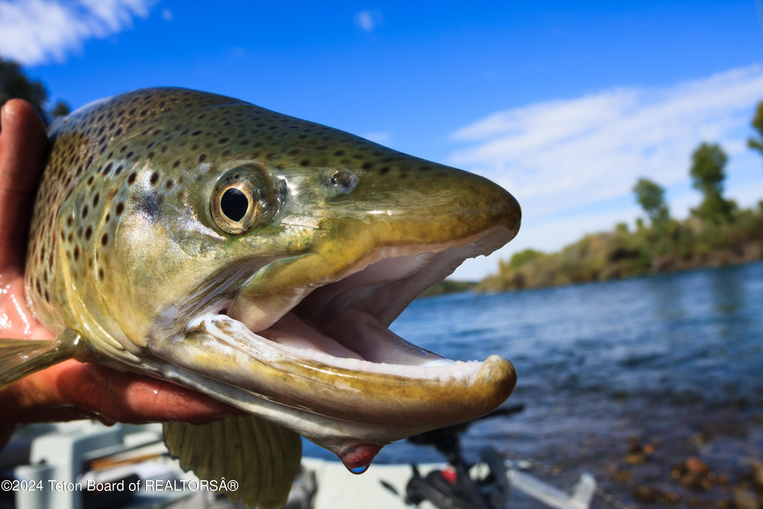 1845 South 5000 West Driggs, ID 83422 - Photo 40 of 41 South Fork Brown Trout