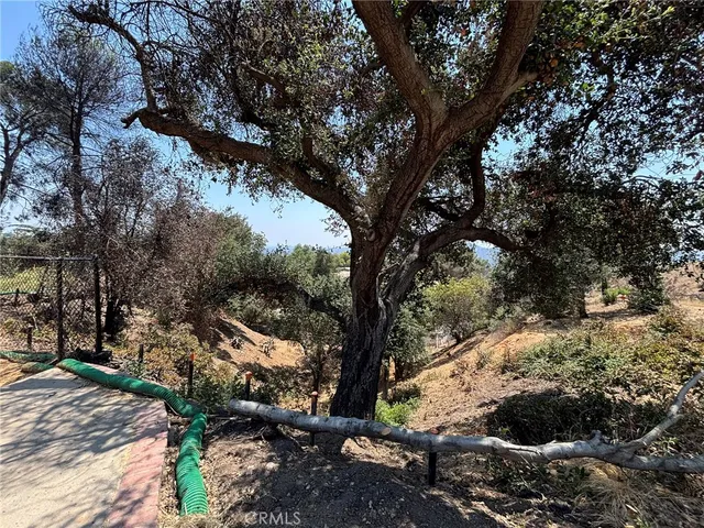 a view of a tree in a yard