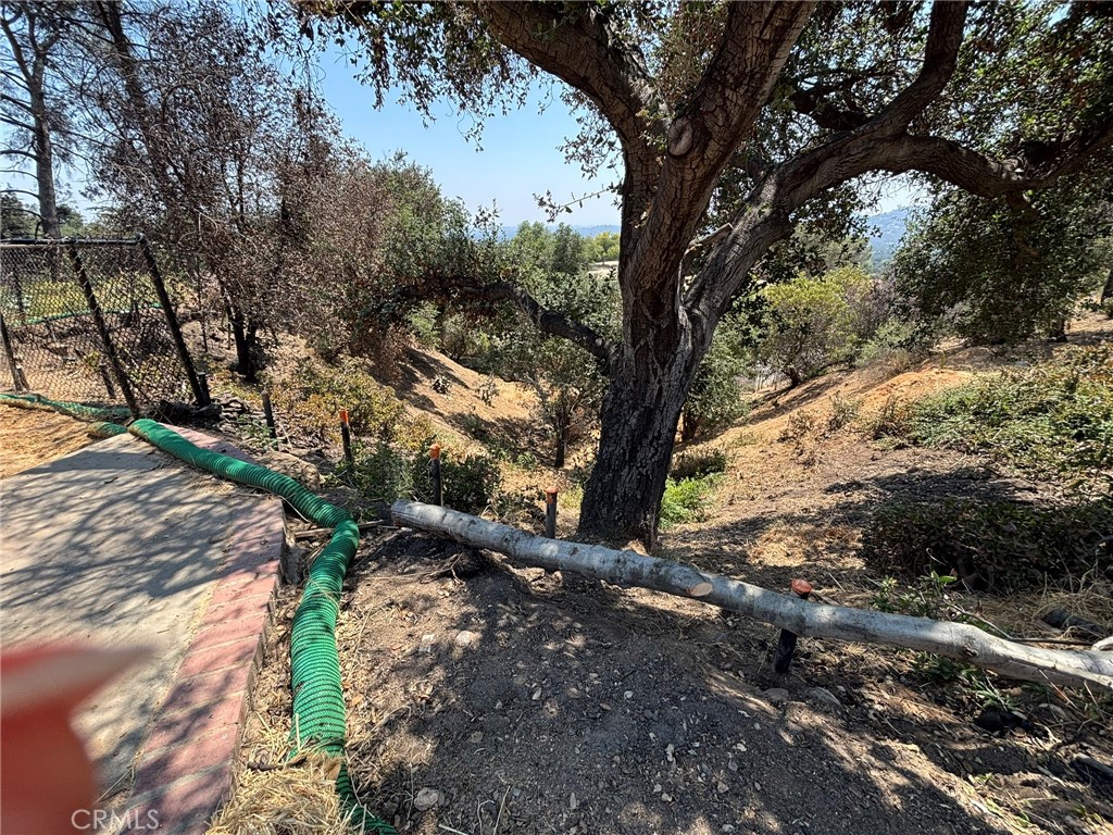 3696 Chaney Trail Altadena, CA 91001 - Photo 12 of 21 a view of a tree in a yard