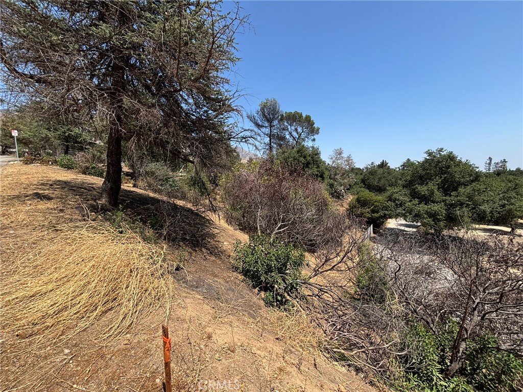 3696 Chaney Trail Altadena, CA 91001 - Photo 19 of 21 a view of a yard with plants and trees