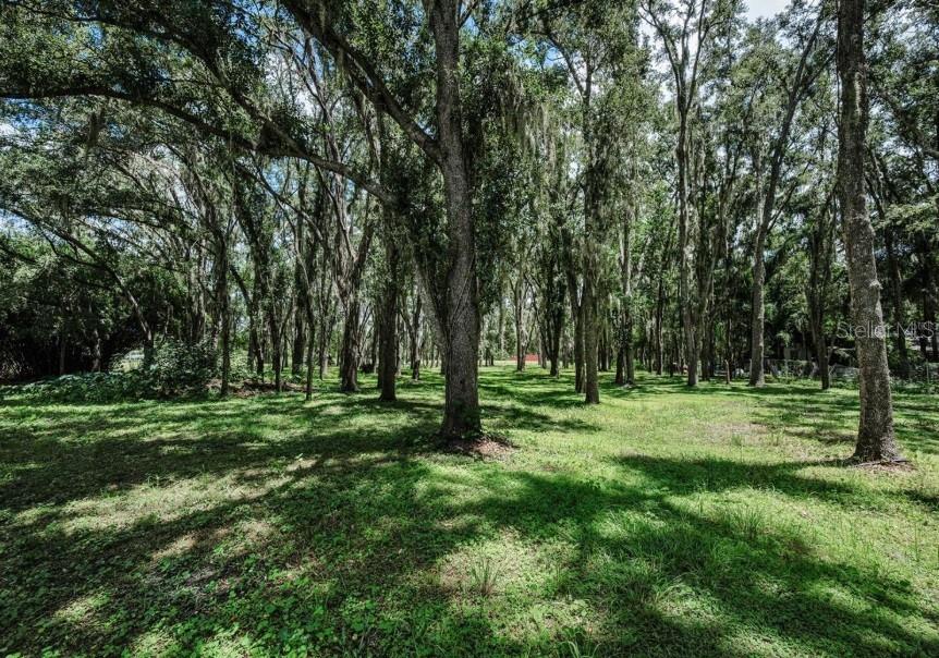 4635 Cobb Road Land O Lakes, FL 34638 - Photo 5 of 6 a big yard with lots of green space and trees