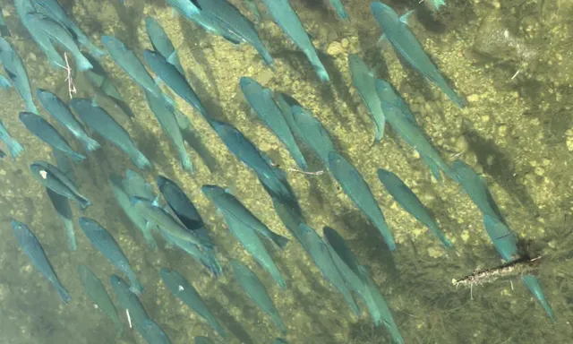 a view of a dining room with furniture a rug and wooden floor