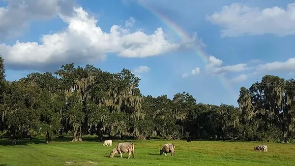 a view of a yard with a swimming pool