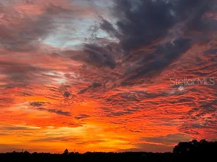 a picture of trees with a yard