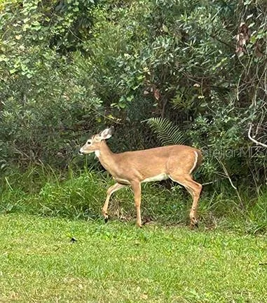 a view of outdoor space and deck