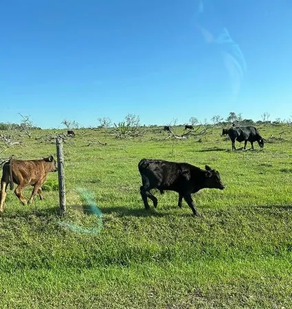 a house that has a tree in front of it