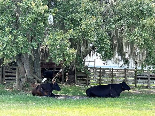 $3,785,500 | 3650 Lake Tohopekaliga Road, St. Cloud, FL 34772