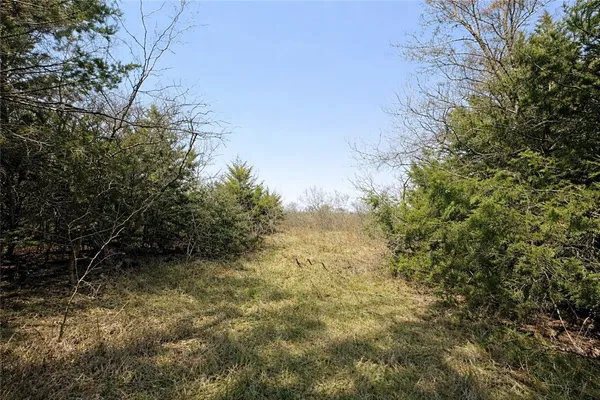 a view of a yard with trees